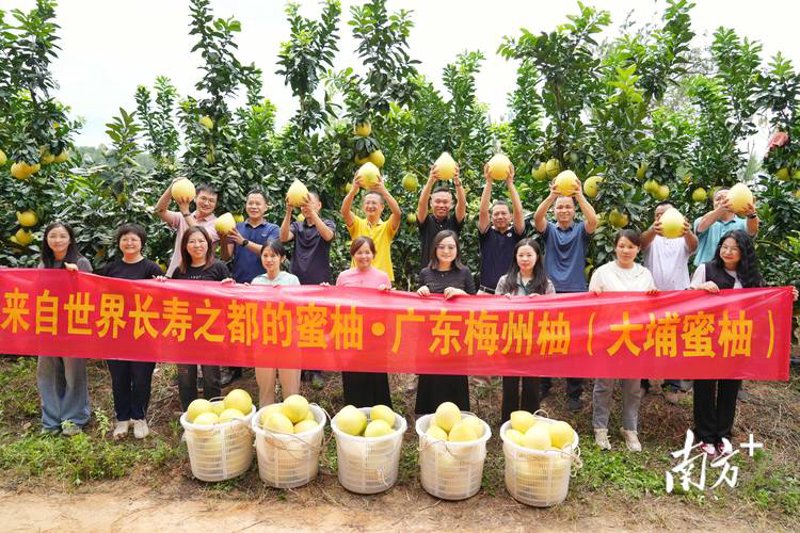 横县蜜柚:甜蜜致富产业的新希望
