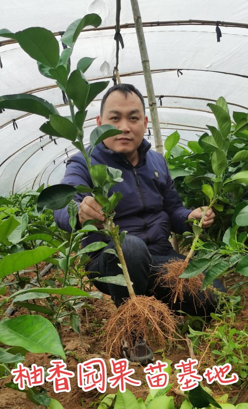蜜柚种植基地探秘:种下希望,收获甜蜜